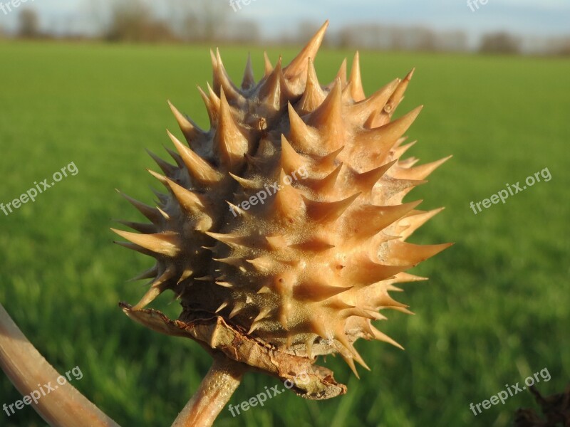 Datura Stramonium Jimson Weed Devil's Snare Thornapple Moon Flower