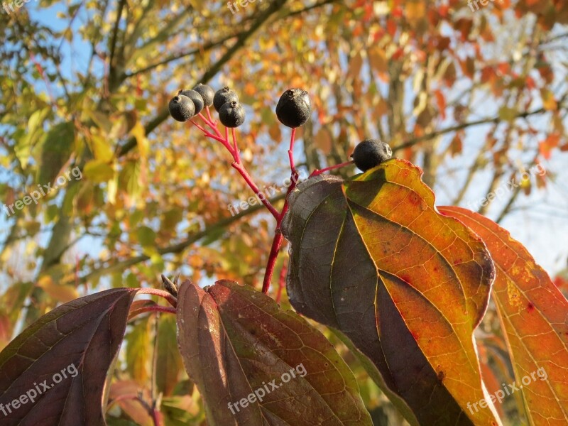 Cornus Sanguinea Common Dogwood Shrub Bush Flora