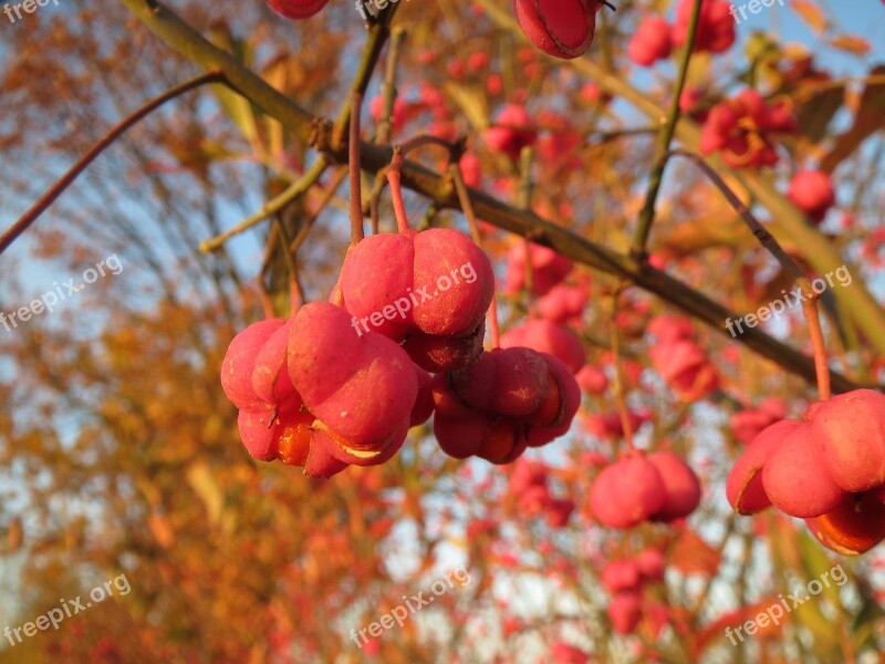 Euonymus Europaeus Spindle European Spindle Common Spindle Berries