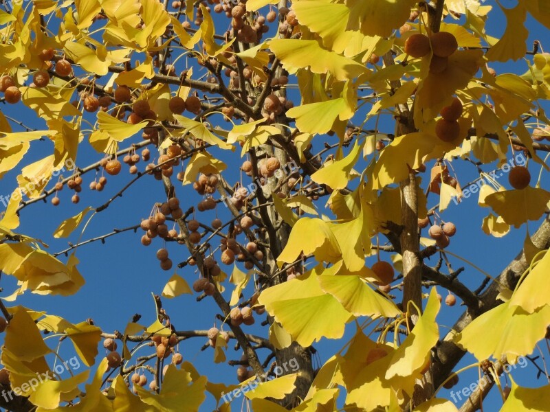 Ginkgo Biloba Ginkgo Maidenhair Tree Leaves Fruits