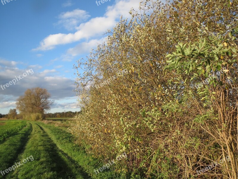 Salix Alba White Willow Dirt Road Track Landscape