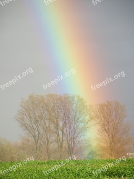 Rainbow Trees Colorful Scenic Effect