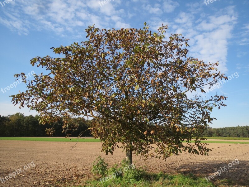 Juglans Regia Persian Walnut English Walnut Common Walnut Tree