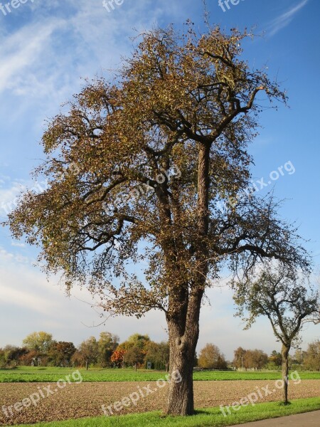 Pear Tree Flora Fruit Tree Botany