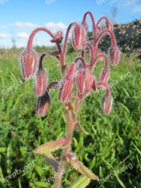 Borago Officinalis Borage Starflower Inflorescence Wildflower