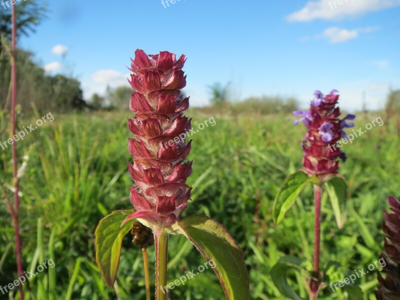 Prunella Vulgaris Common Self-heal Heal-all Wildflower Inflorescence