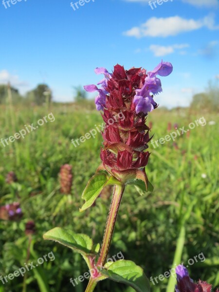 Prunella Vulgaris Common Self-heal Heal-all Wildflower Inflorescence