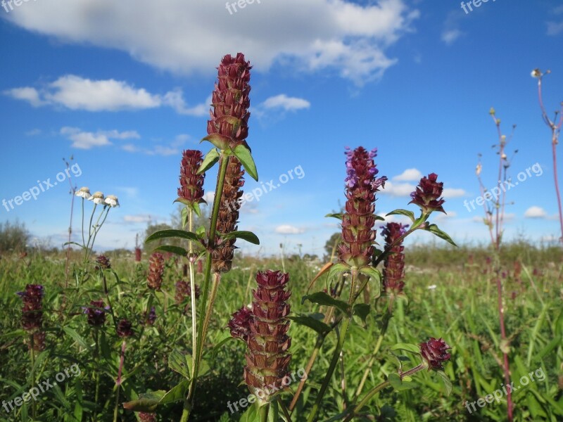 Prunella Vulgaris Common Self-heal Heal-all Wildflower Inflorescence