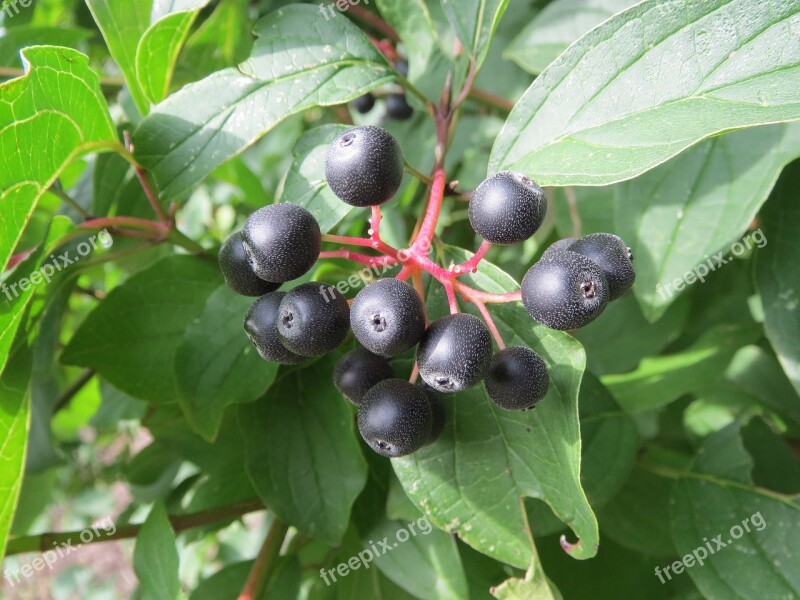 Cornus Sanguinea Common Dogwood Fruit Berries Flora