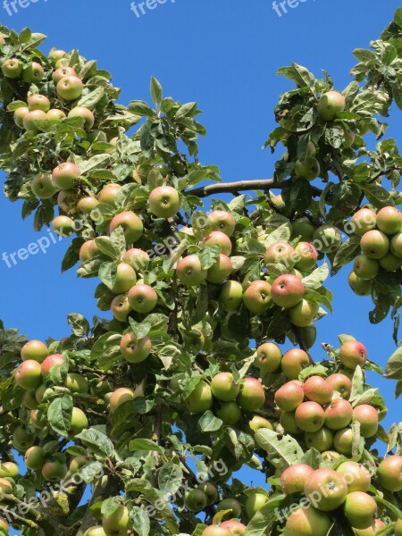 Malus Domestica Apple Tree Fruit Branch Apples