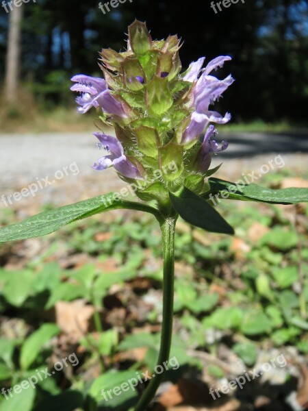 Prunella Vulgaris Common Self-heal Heal-all Wildflower Inflorescence