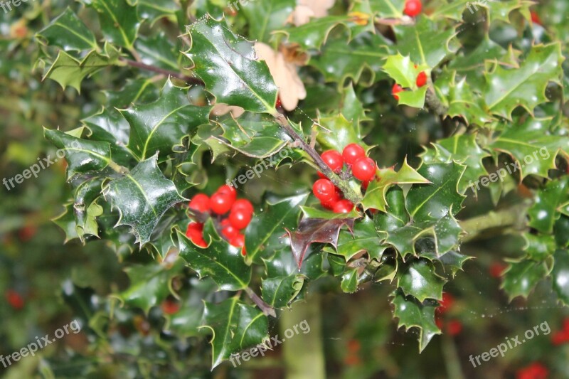 Ilex Holly Evergreen Free Photos