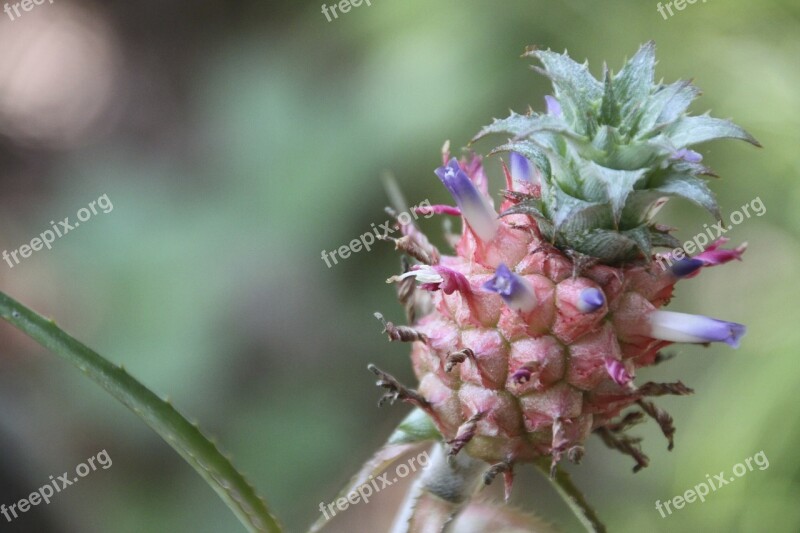 Baby Pineapple Pineapple Flower Tropical Fruits Cuba