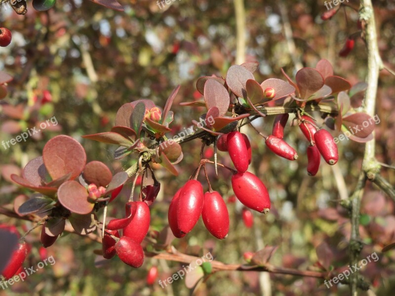 Berberis Barberry Berry Flora Plant