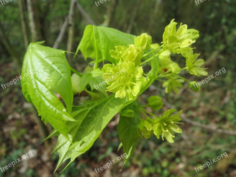 Acer Platanoides Norway Maple Tree Blossom Macro