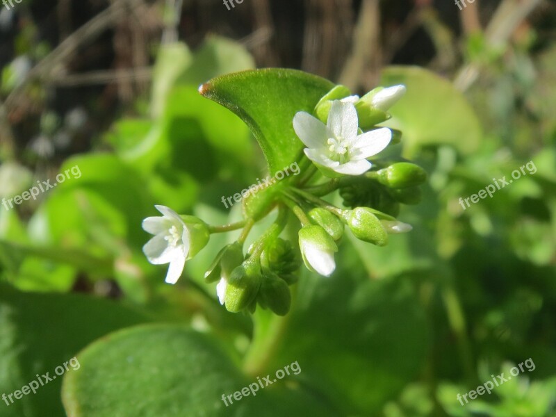 Claytonia Perfoliata Indian Lettuce Spring Beauty Winter Purslane Miner's Lettuce