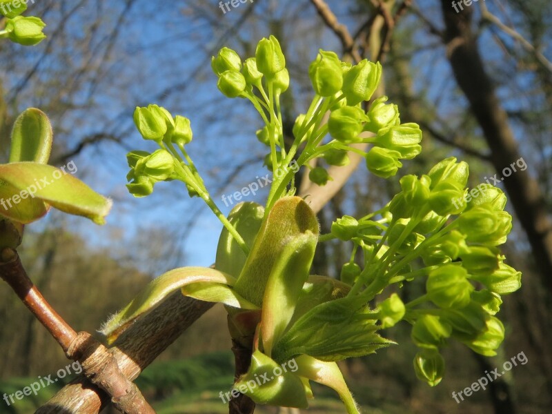 Acer Platanoides Norway Maple Tree Inflorescence Macro