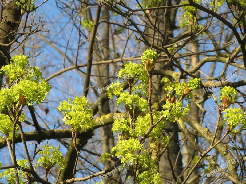 Acer Platanoides Norway Maple Tree Inflorescence Flora