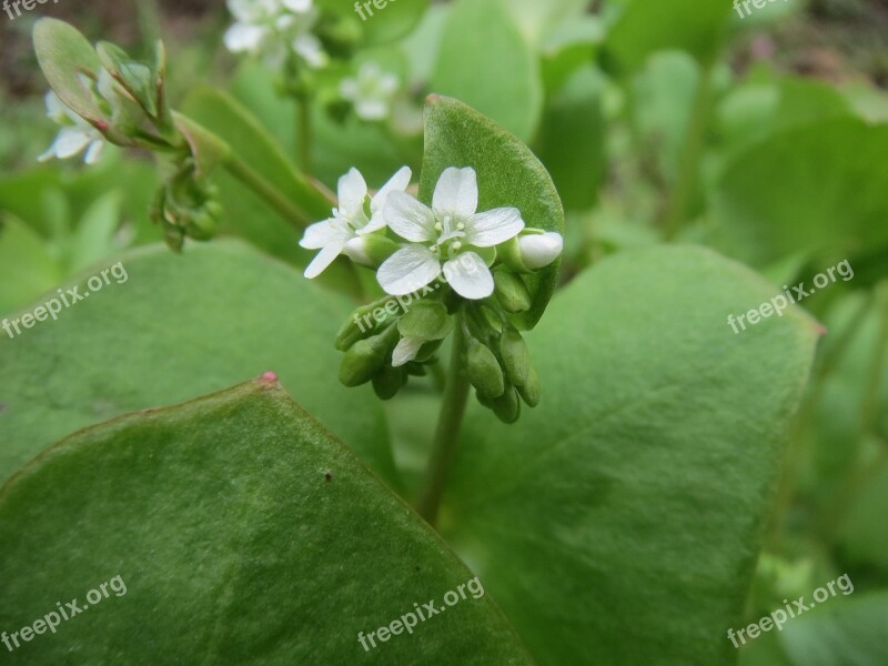 Claytonia Perfoliata Indian Lettuce Spring Beauty Winter Purslane Miner's Lettuce