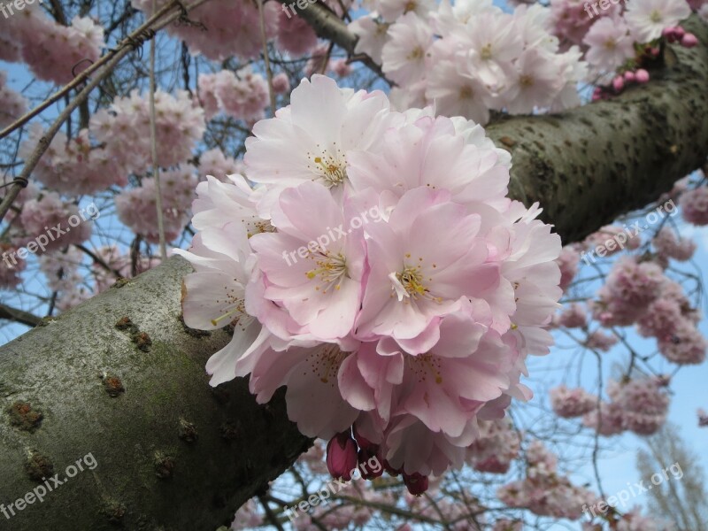 Prunus Serrulata Japanese Cherry Hill Cherry Oriental Cherry East Asian Cherry