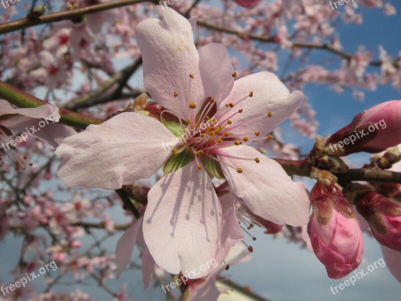 Prunus Dulcis Almond Badam Macro Blooming