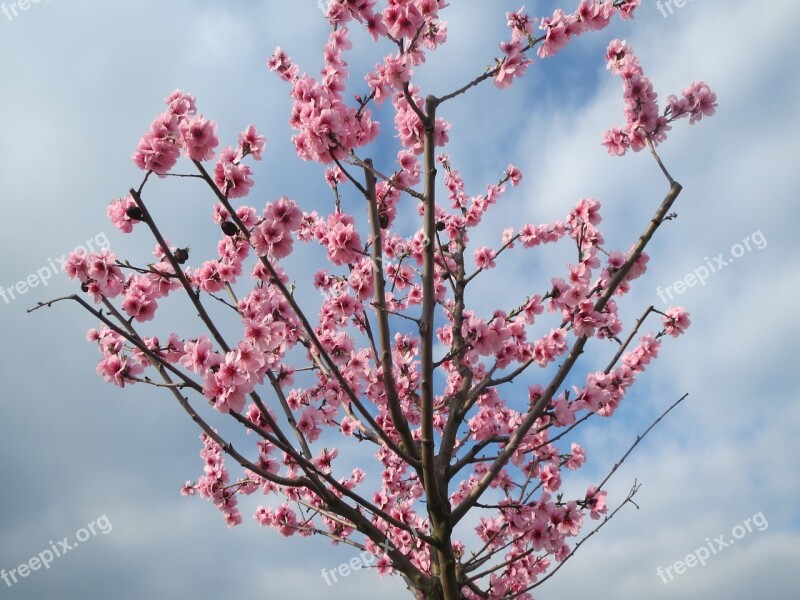 Prunus Dulcis Almond Badam Blooming Tree