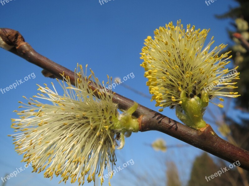 Salix Caprea Goat Willow Pussy Willow Great Sallow Catkins