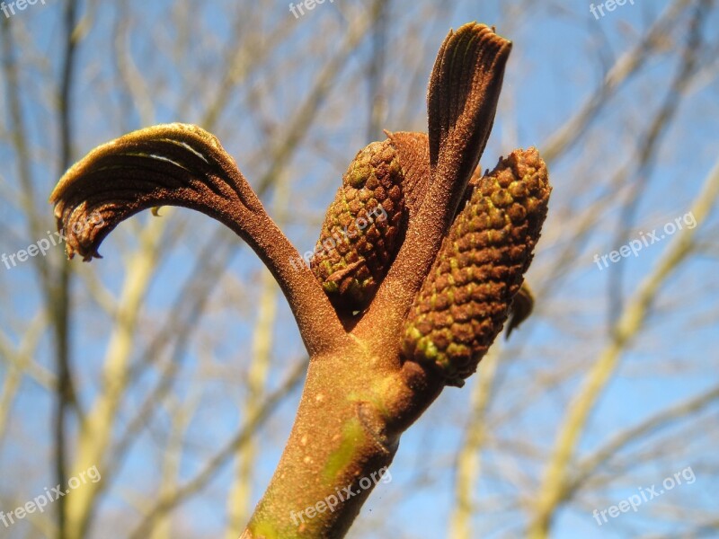 Pterocarya Fraxinifolia Caucasian Wingnut Caucasian Walnut Sapling Sprout