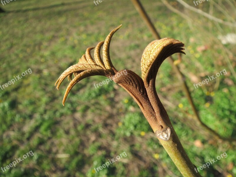 Pterocarya Fraxinifolia Caucasian Wingnut Caucasian Walnut Sapling Sprout