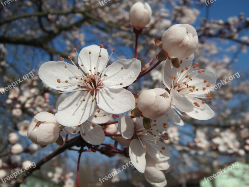 Prunus Domestica Tree Blossom Inflorescence Macro