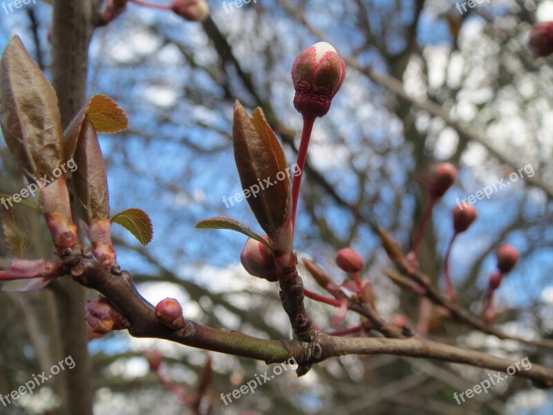 Prunus Domestica Buds Spring Macro Twig