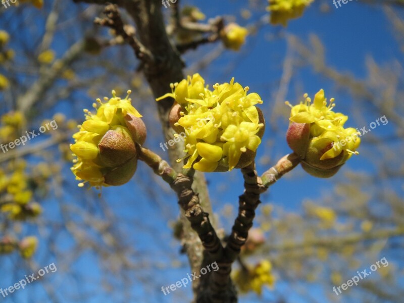 Cornus Mas Cornelian Cherry European Cornel Dogwood Inflorescence