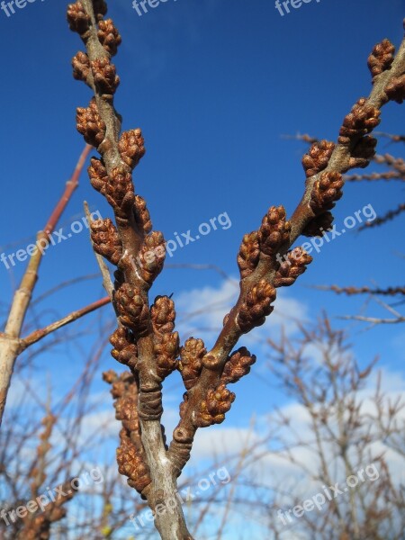 Hippophae Rhamnoides Common Sea-buckthorn Shrub Buds Branch