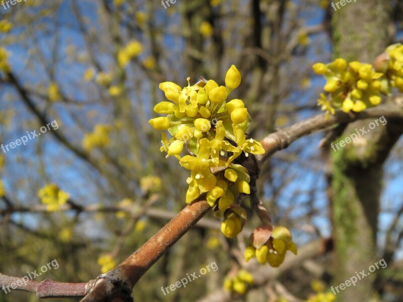 Cornus Mas Cornelian Cherry European Cornel Dogwood Inflorescence