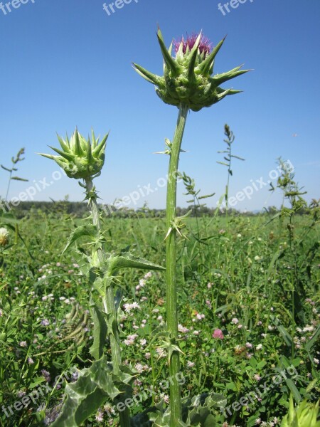 Silybum Marianum Cardus Marianus Milk Thistle Blessed Milk Thistle Marian Thistle