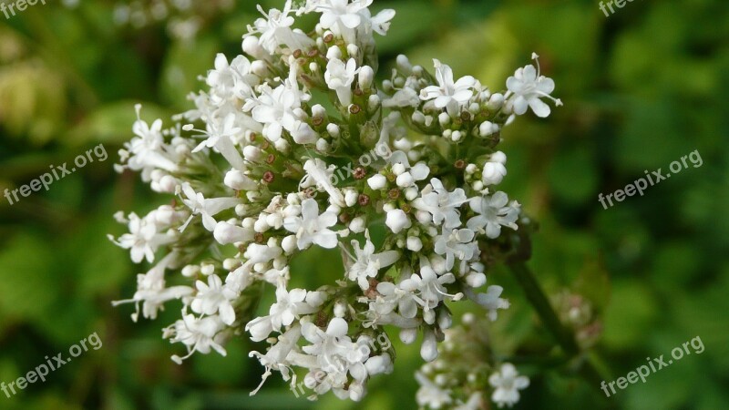 Valeriana Officinalis Garden Valerian Garden Heliotrope All-heal Wildflower