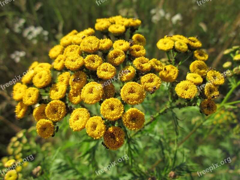 Tanacetum Vulgare Tansy Common Tansy Bitter Buttons Cow Bitter