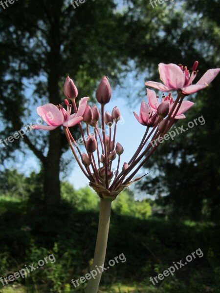 Butomus Umbellatus Flowering Rush Grass Rush Wildflower Inflorescence