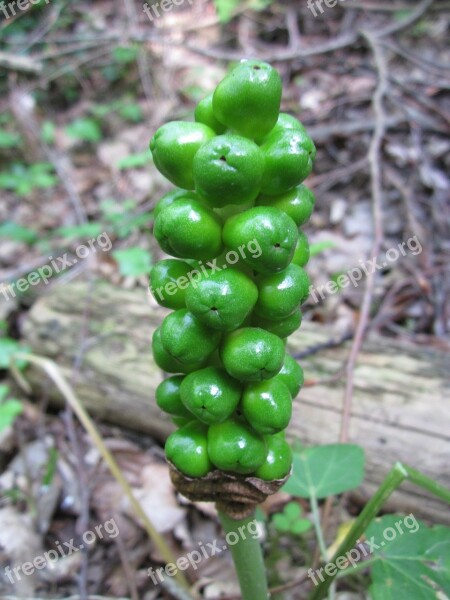 Arum Maculatum Snakeshead Adder's Root Arum Wild Arum