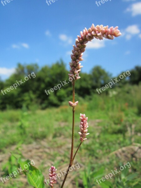 Persicaria Lapathifloia Pale Persicaria Pale Smartweed Curlytop Knotweed Willow Weed