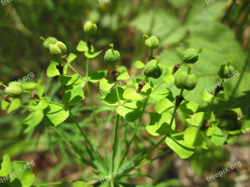 Euphorbia Seguieriana Spurge Wildflower Flora Botany