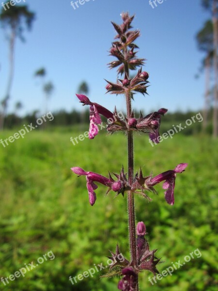 Stachys Sylvatica Hedge Woundwort Hedge Nettle Wildflower Flora