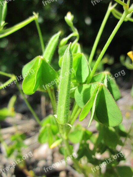 Oxalis Stricta Common Yellow Woodsorrel Yellow Woodsorrel Common Yellow Oxalis Upright Yellow-sorrel