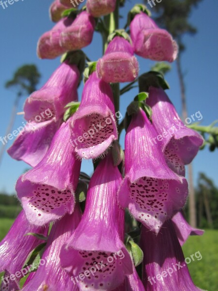 Digitalis Purpurea Foxglove Common Foxglove Purple Foxglove Lady's Glove