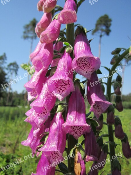 Digitalis Purpurea Foxglove Common Foxglove Purple Foxglove Lady's Glove