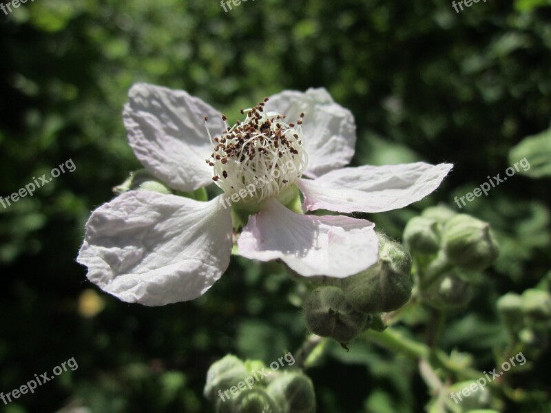 Blackberry Bramble Shrub Flower Blossom