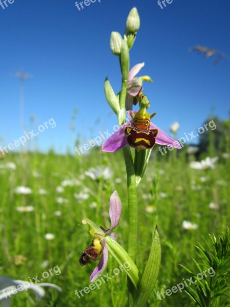 Ophrys Apifera Bee Orchid Ophrys Wildflower Flora