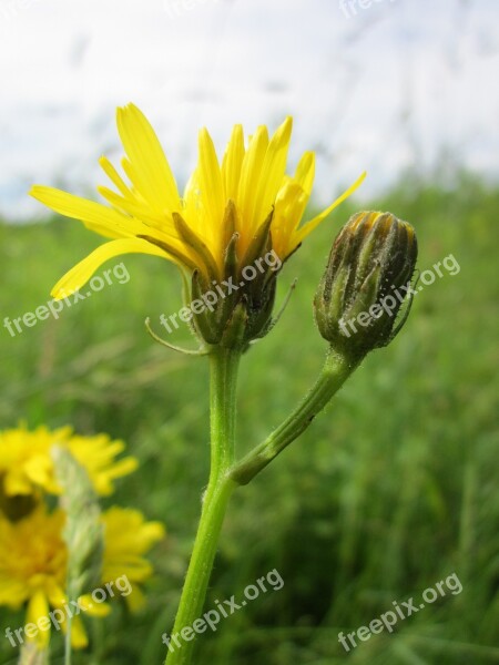 Crepis Biennis Rough Hawksbeard Wildflower Flora Inflorescene