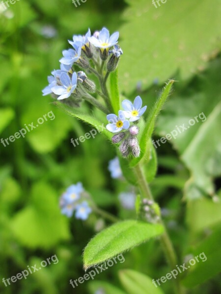 Myosotis Arvensis Field Forget-me-not Forget-me-not Wildflower Flora