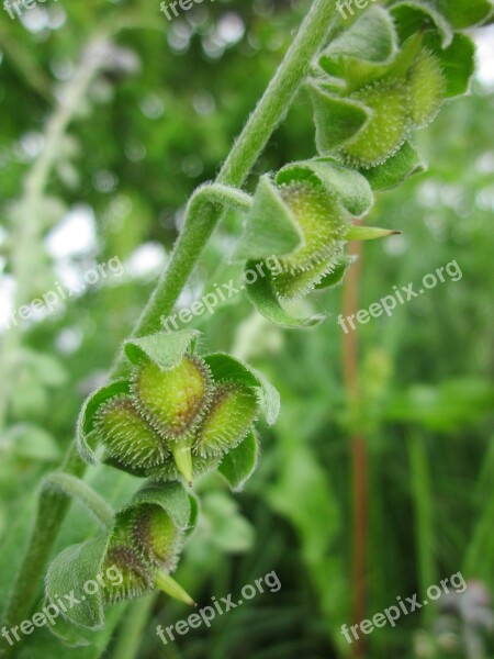 Cynoglossum Officinale Houndstongue Houndstooth Dog's Tongue Gypsy Flower